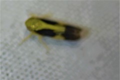 Graminella nigripennis