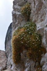Moehringia