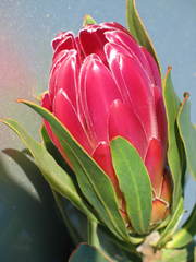 Protea burchellii × compacta