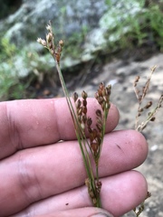 Juncus secundus