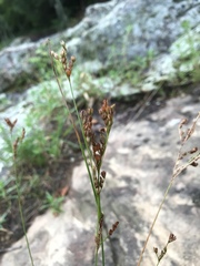 Juncus secundus
