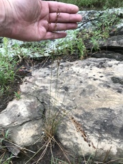 Juncus secundus