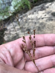 Juncus secundus