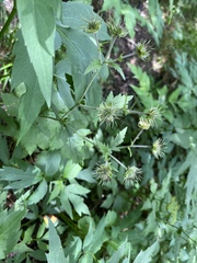 Geum geniculatum