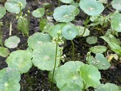 Hydrocotyle tribotrys
