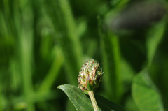 Micropterix aruncella