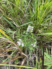 Scutellaria integrifolia