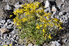 Senecio squalidus rupestris
