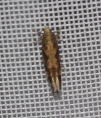 Aristotelia rubidella