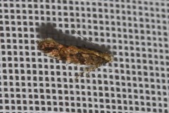 Aristotelia rubidella