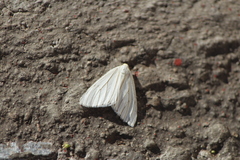 Neuromelia selectata