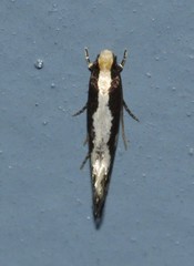 Monopis dorsistrigella