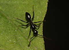 Camponotus sexguttatus