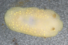 Cadlina modesta