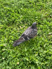 Columba livia domestica