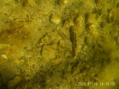 Cymatogaster aggregata