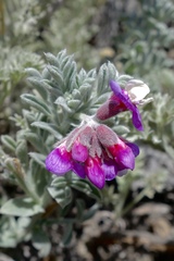 Lathyrus littoralis