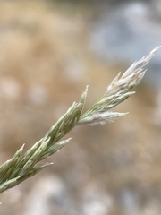 Tridens muticus muticus