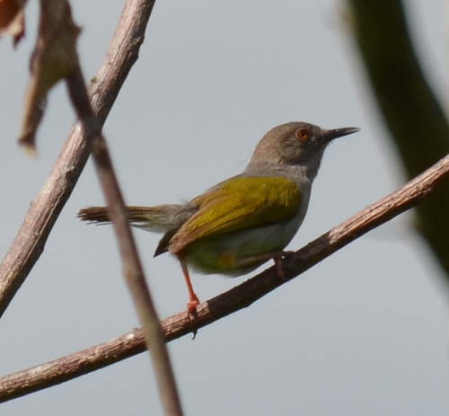 Subspecies Camaroptera brachyura tincta · iNaturalist