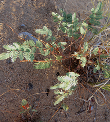 Hoffmannseggia drepanocarpa