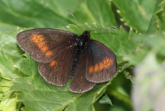 Erebia eriphyle