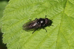 Cheilosia variabilis