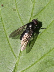 Cheilosia variabilis