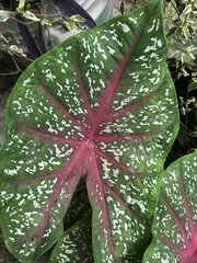 Caladium bicolor