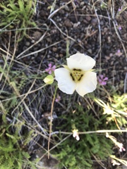 Calochortus howellii