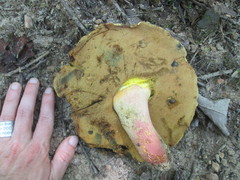 Lanmaoa pallidorosea