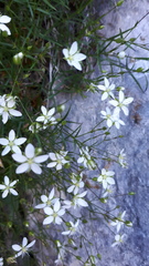 Facchinia grignensis