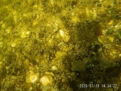 Cymatogaster aggregata