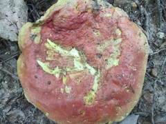 Lanmaoa pallidorosea