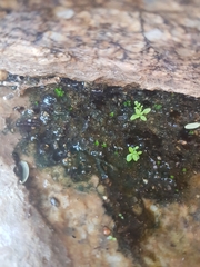 Crassula natans