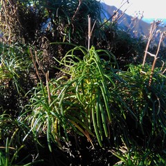 Calceolaria pinifolia