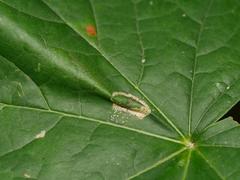 Phyllonorycter joannisi