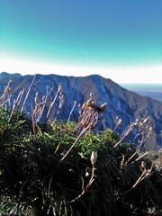 Calceolaria pinifolia