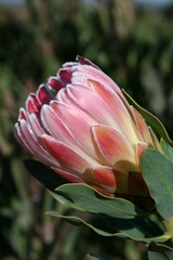 Protea compacta × neriifolia