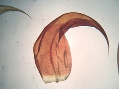 Scorpidium revolvens