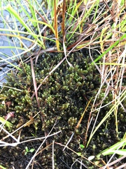 Scorpidium revolvens