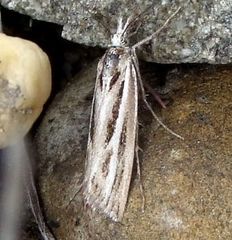 Orocrambus corruptus