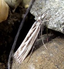 Orocrambus corruptus