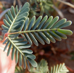 Hoffmannseggia drepanocarpa