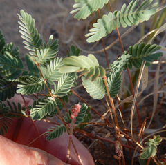 Hoffmannseggia drepanocarpa