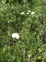 Valeriana occidentalis
