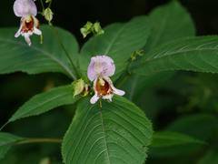 Impatiens edgeworthii