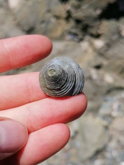 Calliostoma zizyphinum