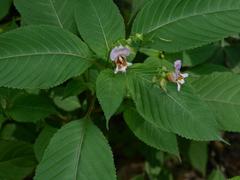 Impatiens edgeworthii
