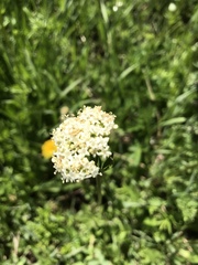 Valeriana occidentalis
