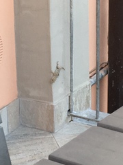 Tarentola mauritanica